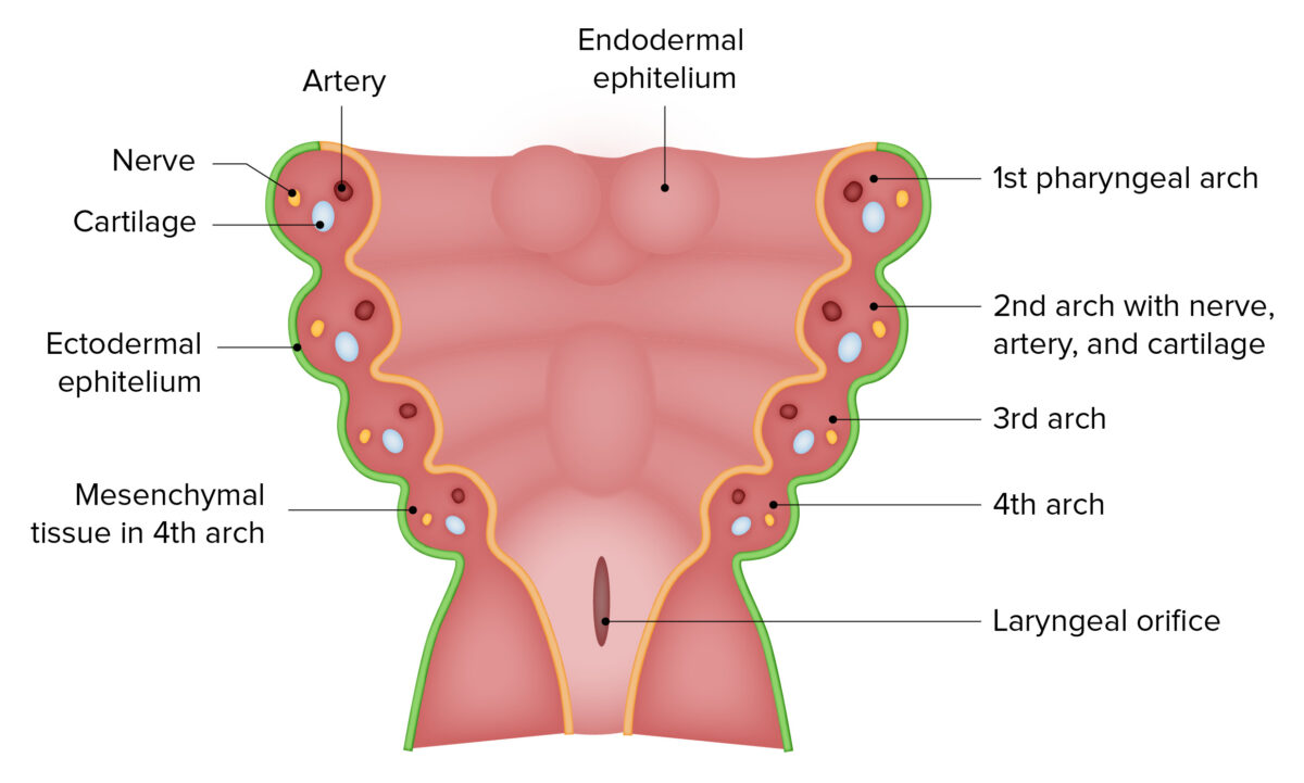 First pharyngeal arch Primer arco faríngeo