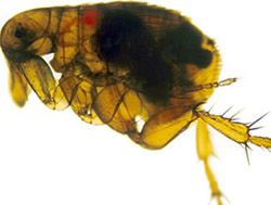Flea infected with yersinia pestis