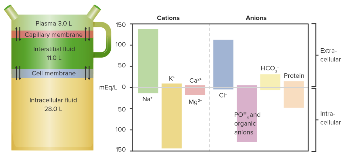 Distribución de fluidos y sus respectivos cationes y aniones