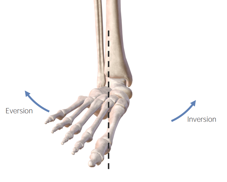 Foot eversion and inversion