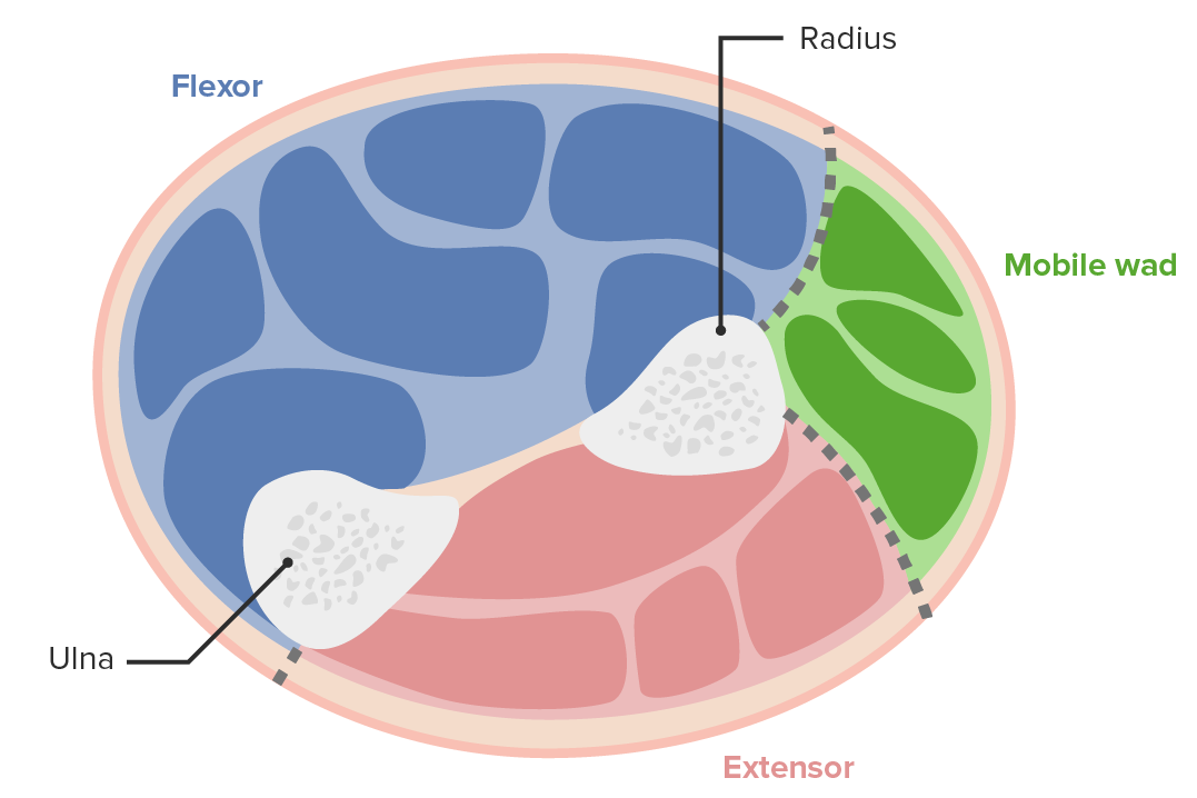 forearm compartments