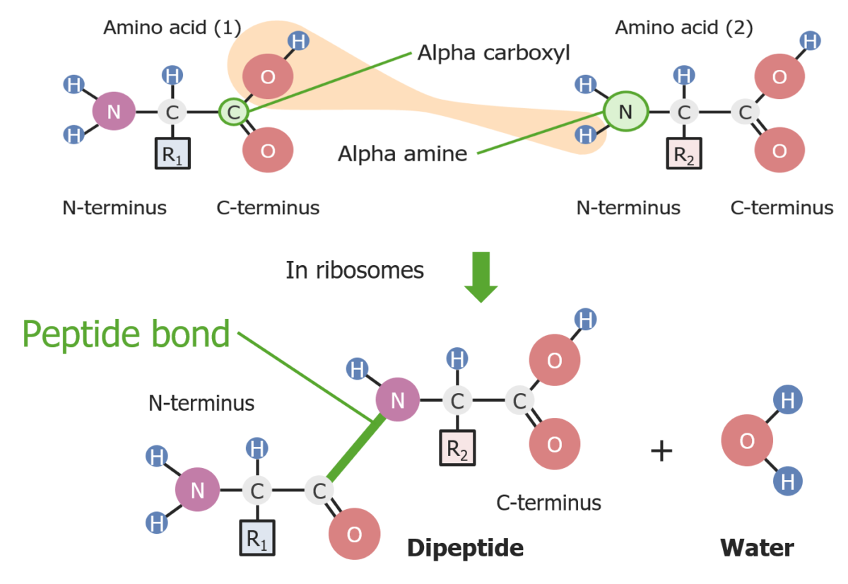 Formação de uma ligação peptídica entre 2 aminoácidos