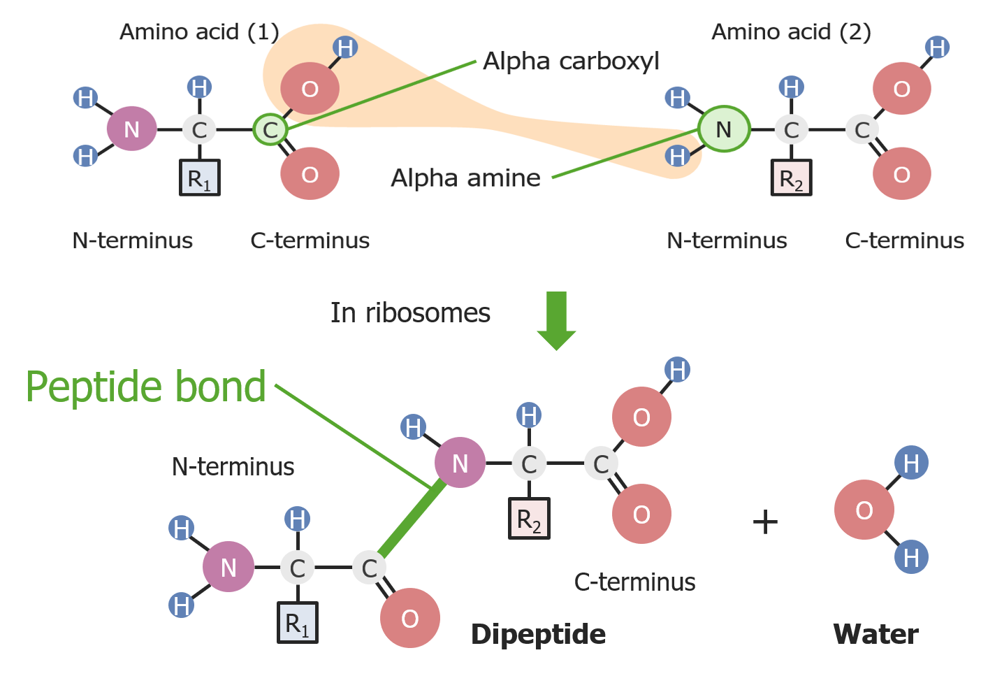 Proteins And Peptides Concise Medical Knowledge