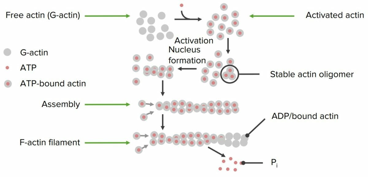 Formación de filamentos de actina a partir de proteínas de actina individuales