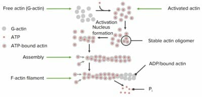 Formation of actin filaments from individual actin proteins