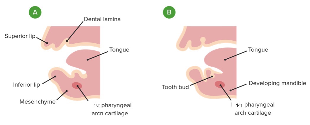 Formation of dental lamina