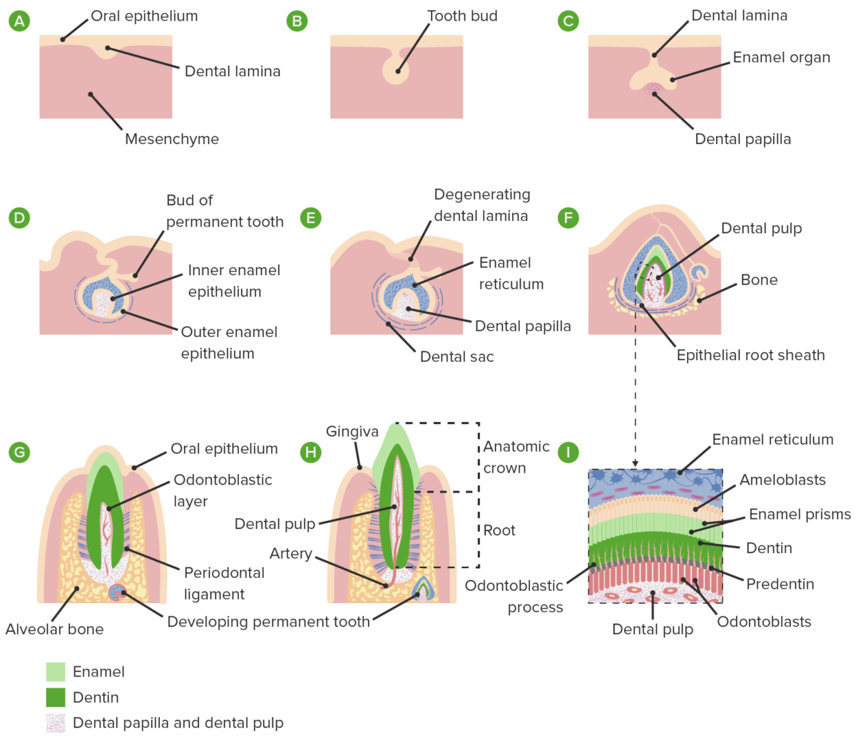 Formación de la papila dental y del saco dental