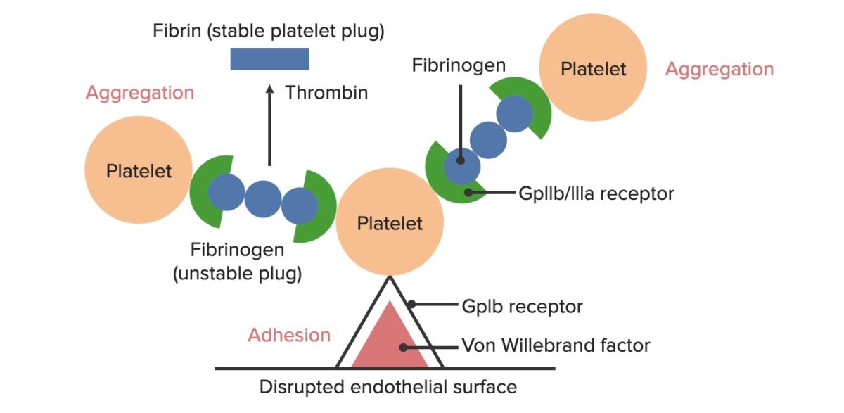 Formation of the temporary hemostatic plug