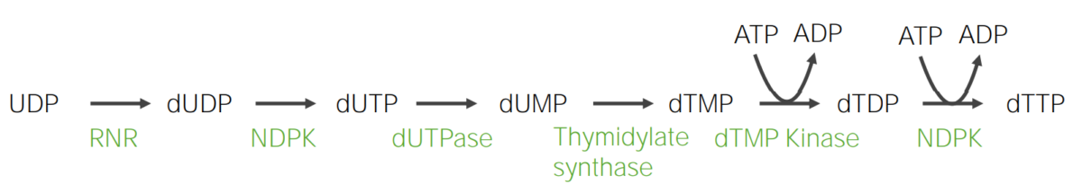 Formation of thymine in the form of dttp