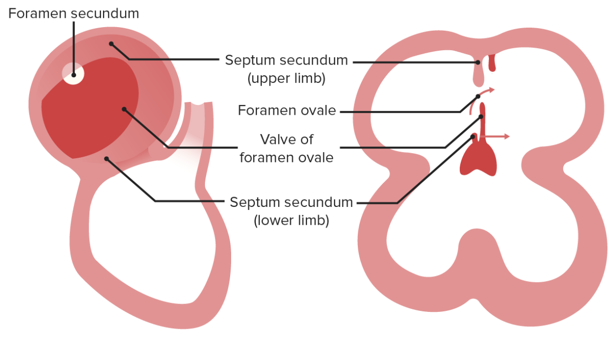 Forming of foramen ovale