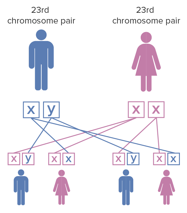 Fragile x syndrome inheritance pattern