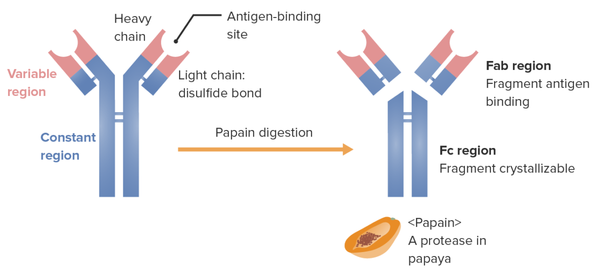 Fragments of the immunoglobulin