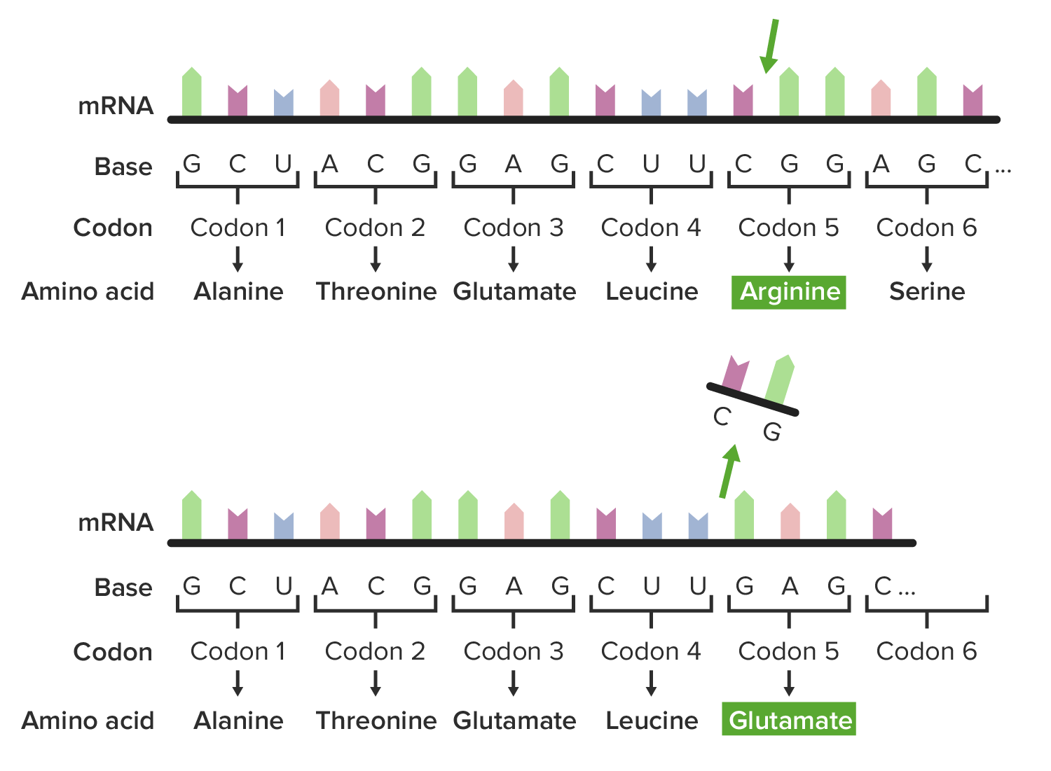 Frameshift mutation wherein deletion of cg alters the amino acid sequence