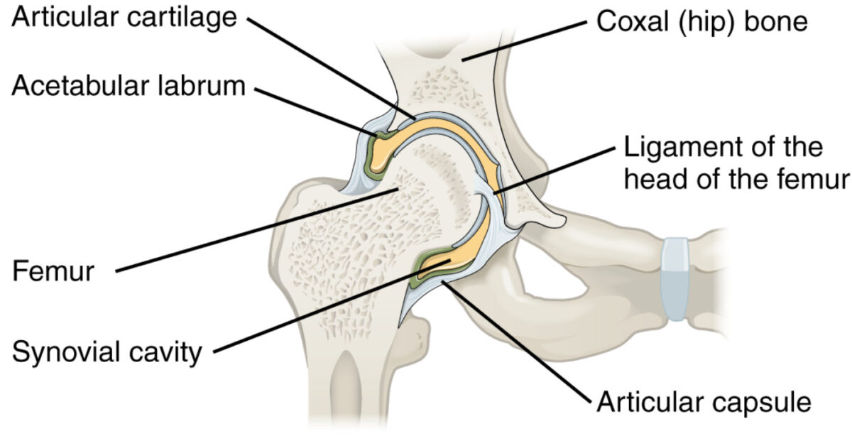 Frontal section through right hip joint featuring ball-and-socket joint