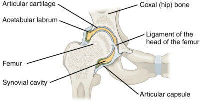 Hip Joint: Anatomy | Concise Medical Knowledge