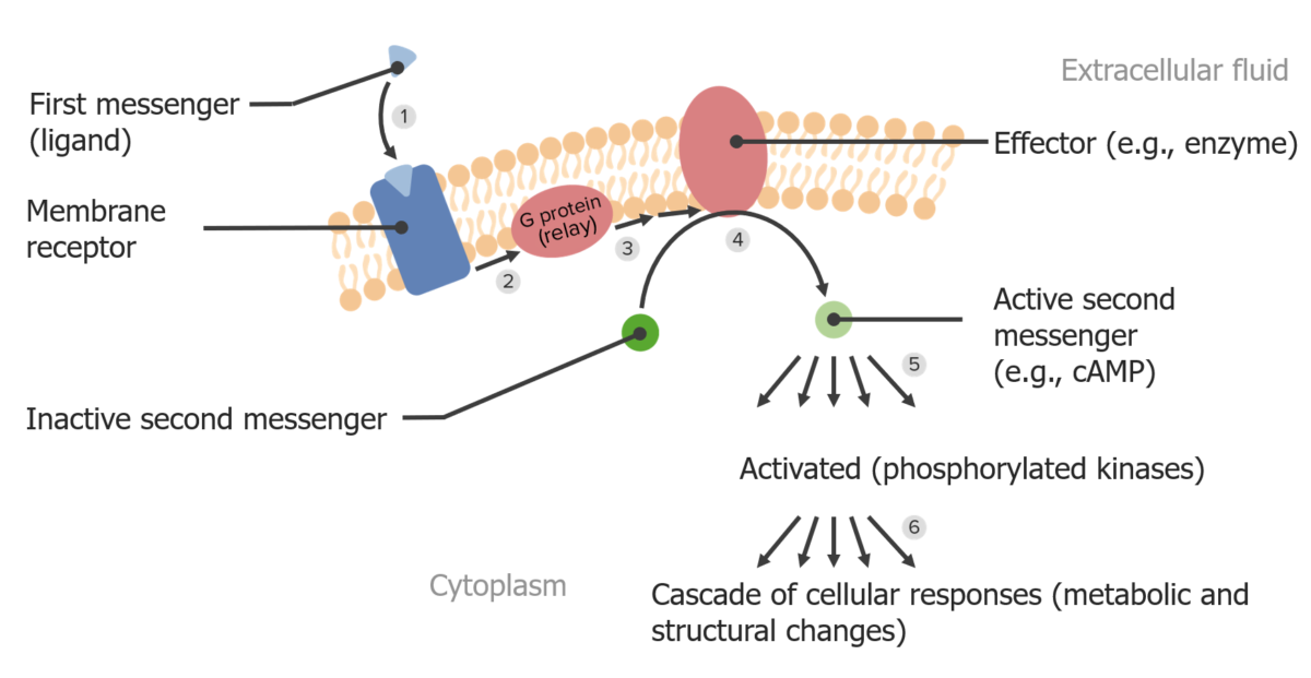 G protein–coupled receptor (gpcr) pathway showing the activation of the cyclic adenosine monophosphate (camp) second messenger system