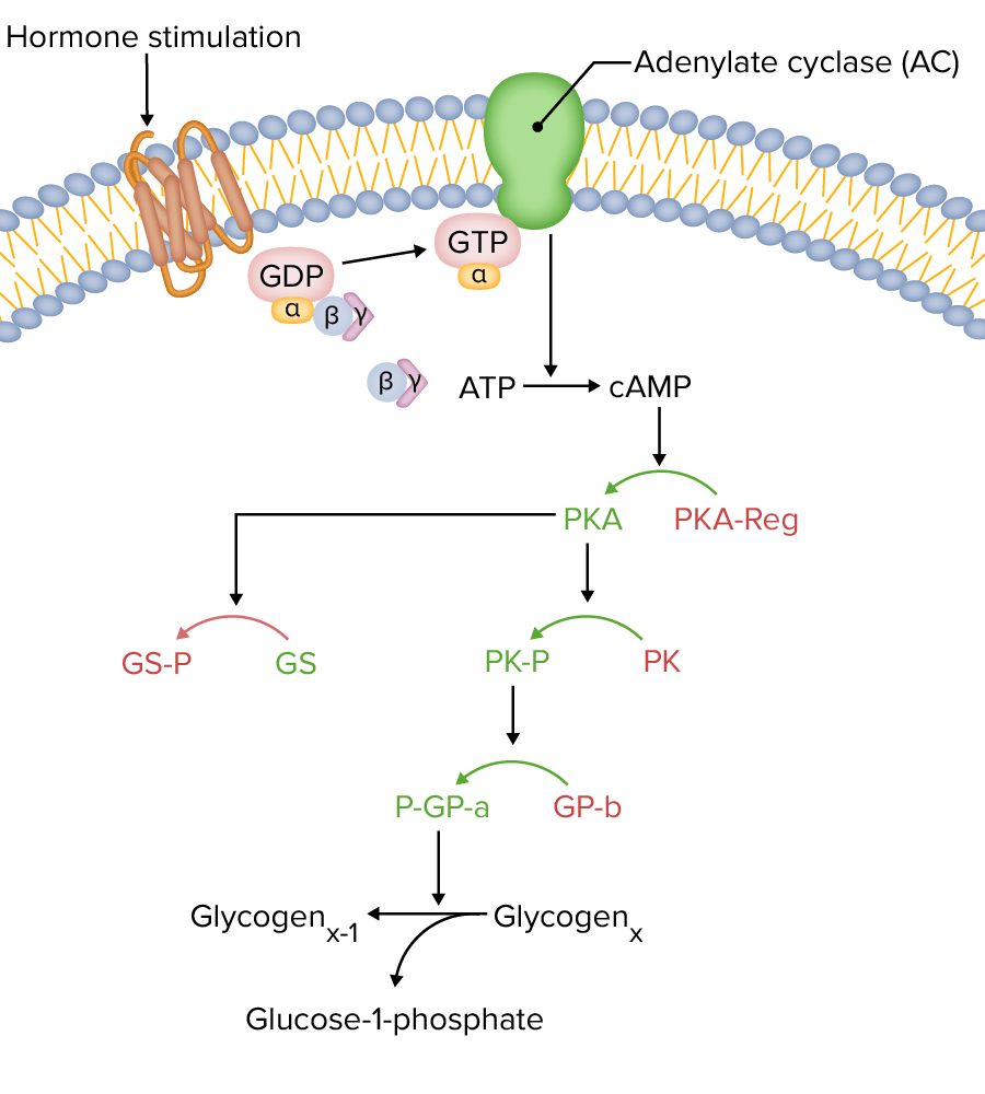 G-protein coupled receptor (gpcr)