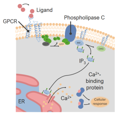 G protein coupled receptor (gpcr)