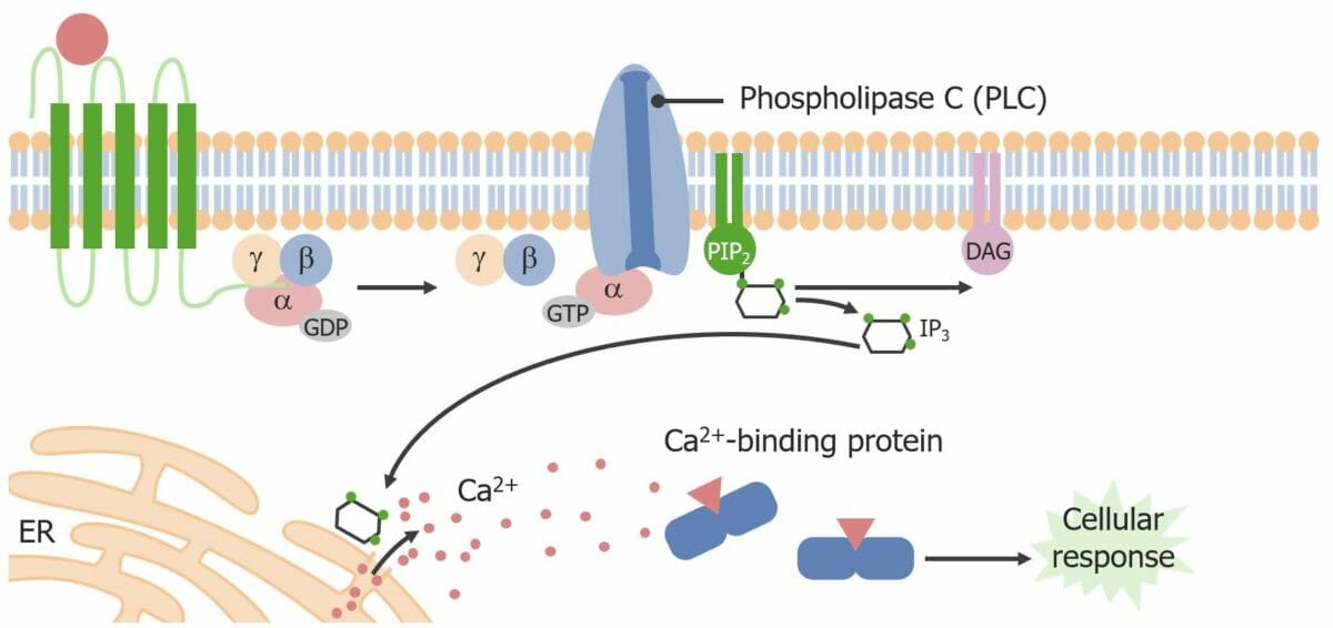 O receptor acoplado à proteína g (gpcr) ativa a fosfolipase c (plc)