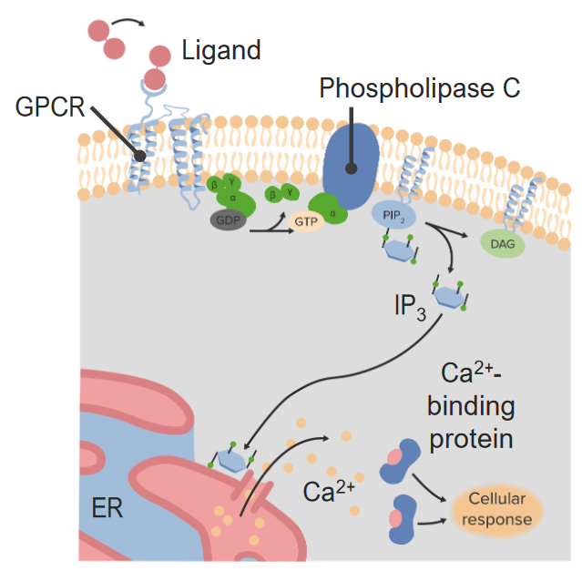 Receptor acoplado à proteína g (gpcr)
