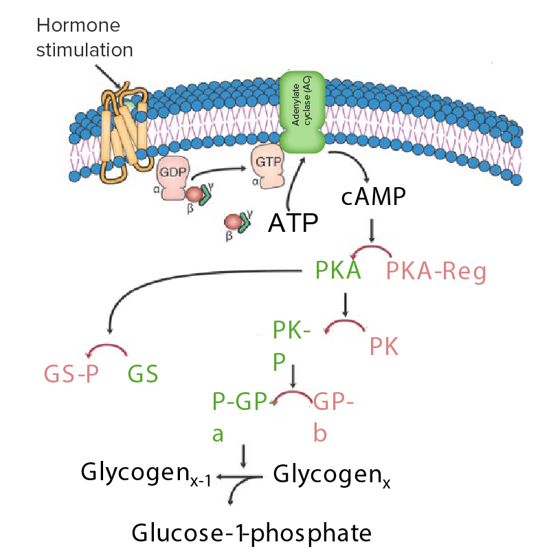 G-protein-coupled-receptor coupled to adenylate cyclase