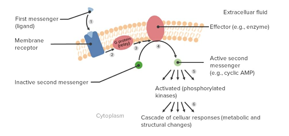 G-protein–mediated signal transduction and activation of a second messenger system