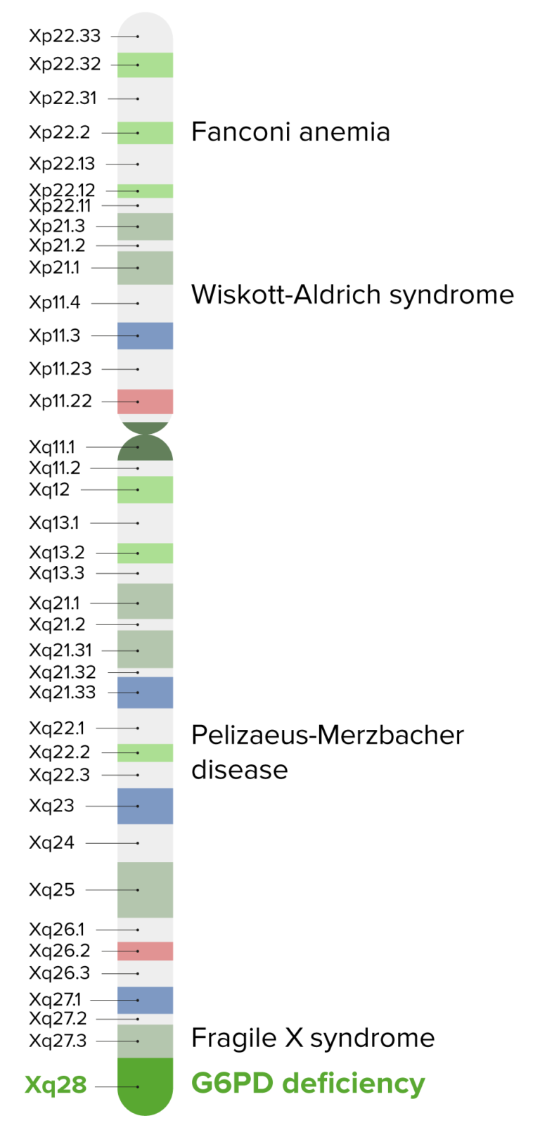 Glucose-6-phosphate Dehydrogenase (G6PD) Deficiency | Concise Medical ...