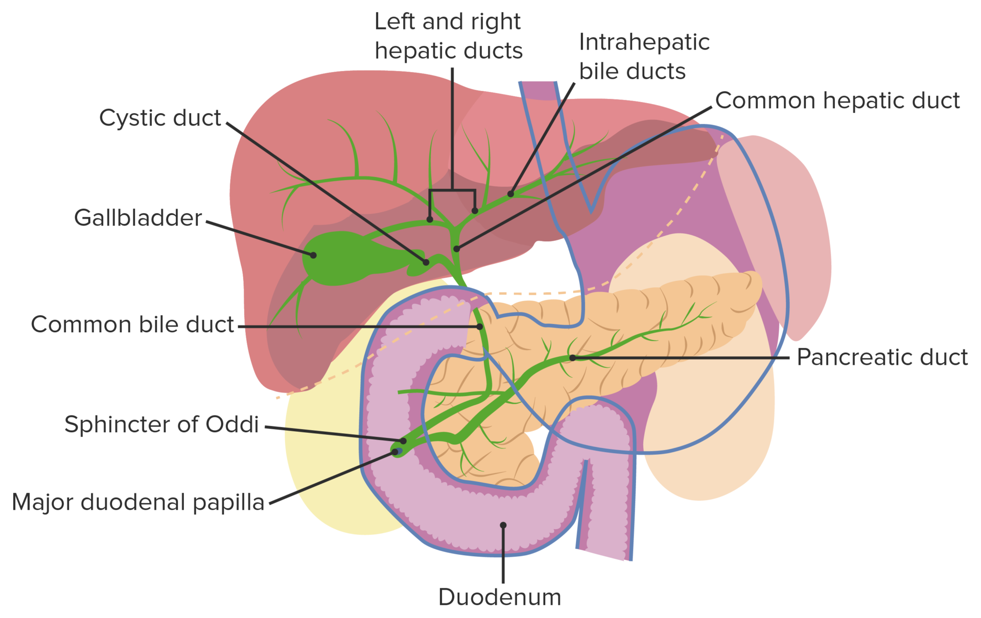 Gallbladder and Biliary Tract: Anatomy | Concise Medical Knowledge