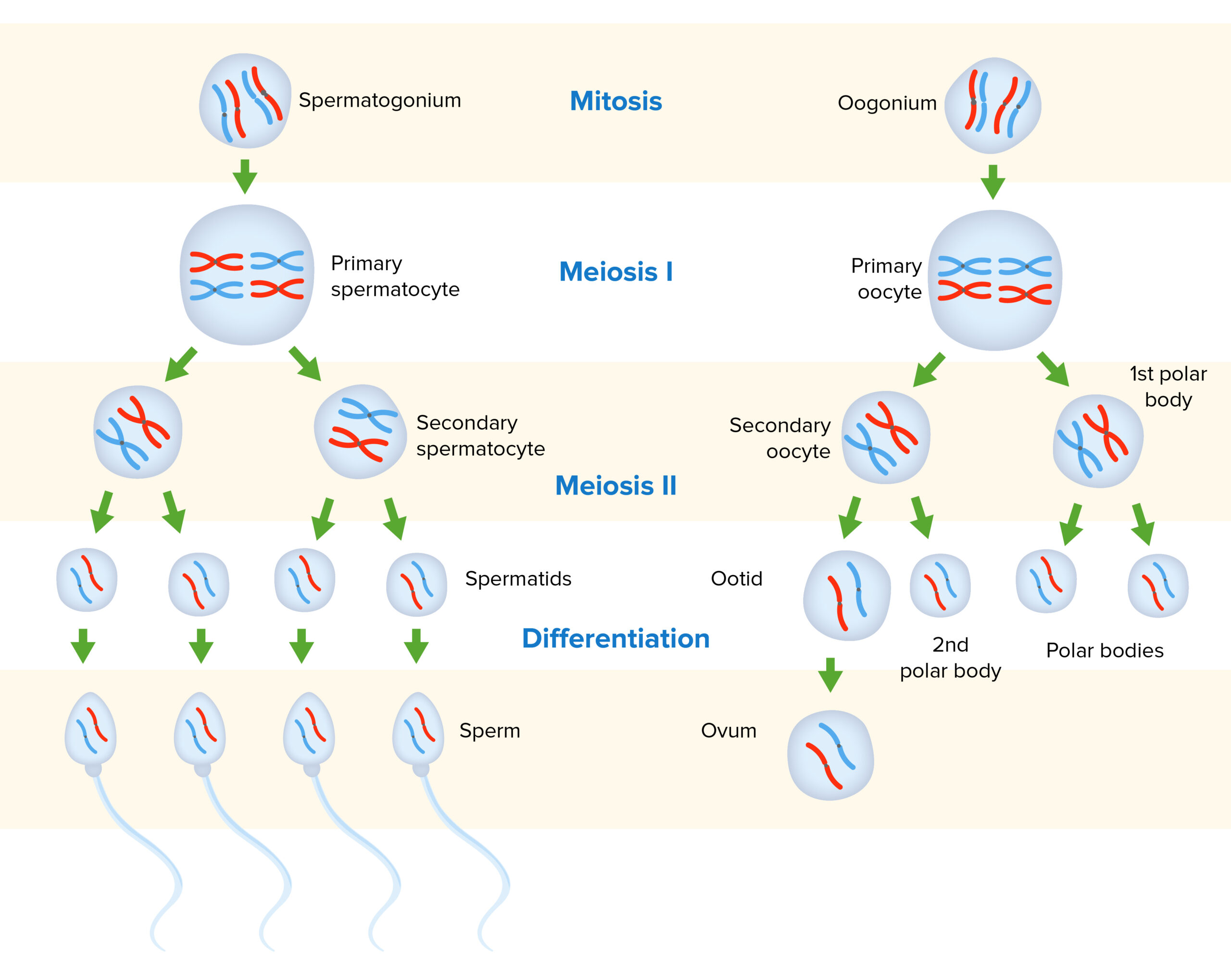 spermatogenesis and oogenesis animation