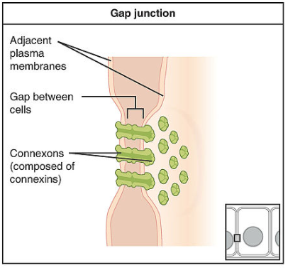 desmosomes tight junctions and gap junctions