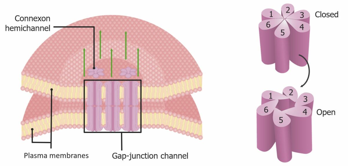 Gap junctions between cardiac myocytes