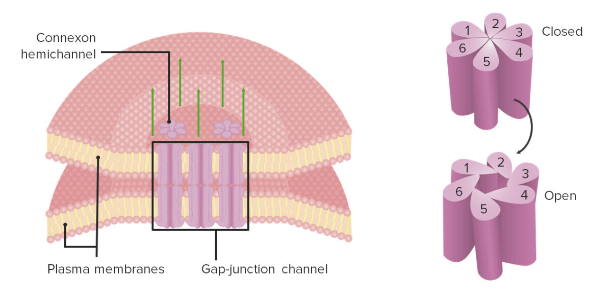 Gap junctions between cardiac myocytes