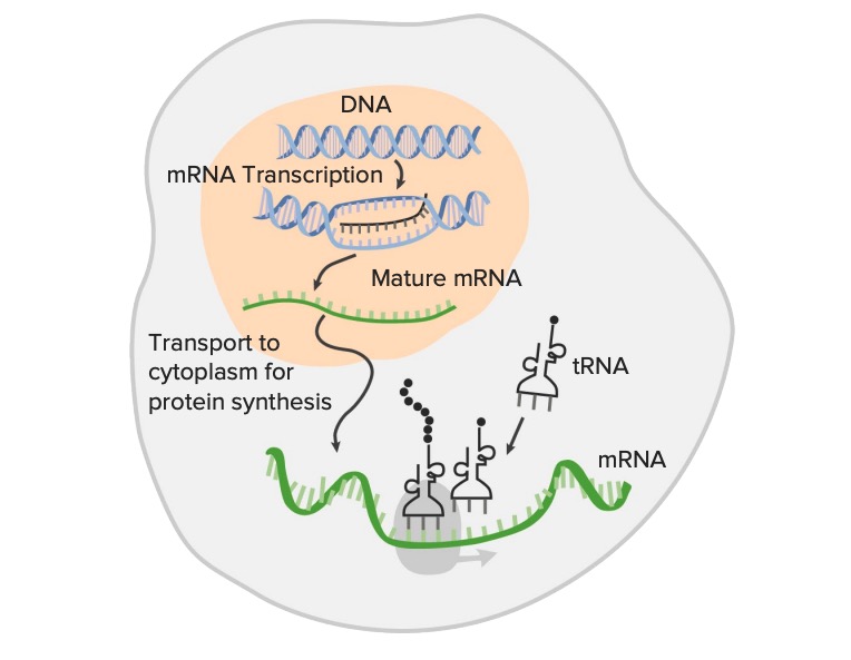 Gene Expression From DNA 