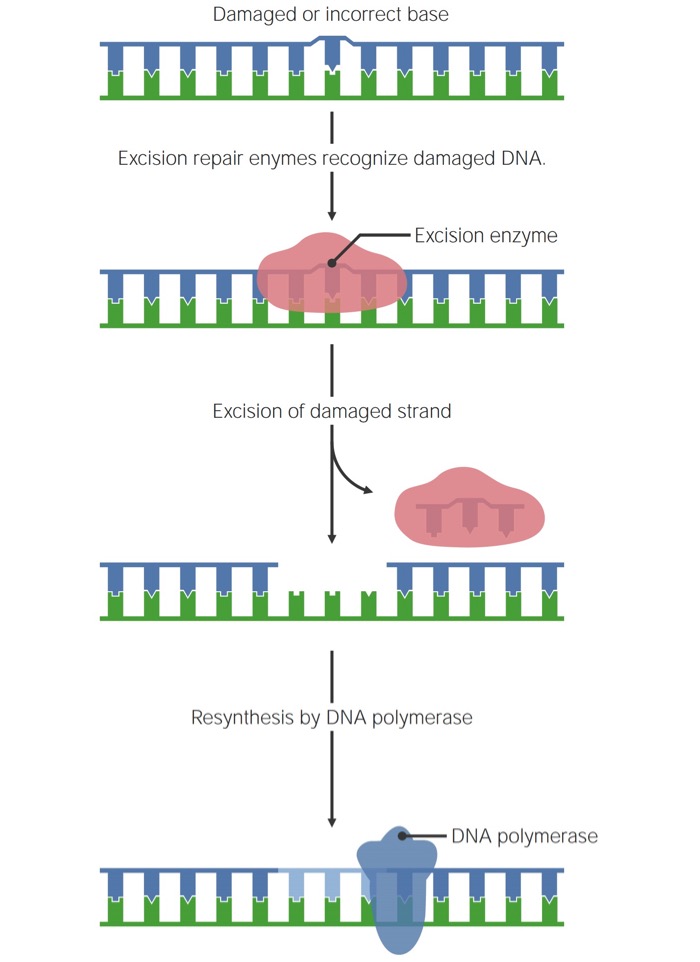 presentation on dna repair mechanism