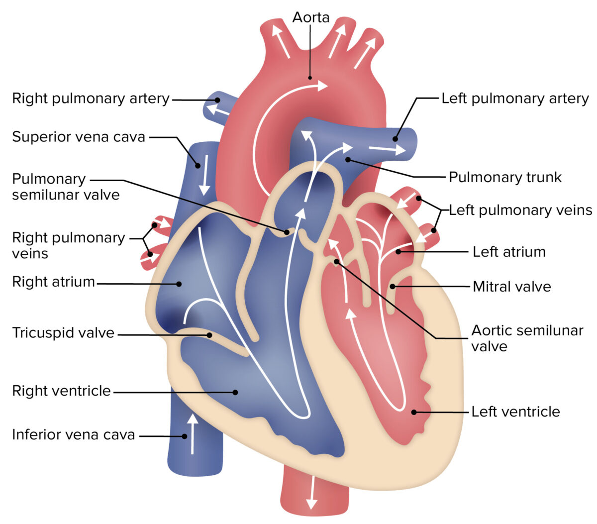 Estructura general y flujo de sangre a través del corazón.