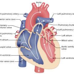 General structure and flow of blood through the heart