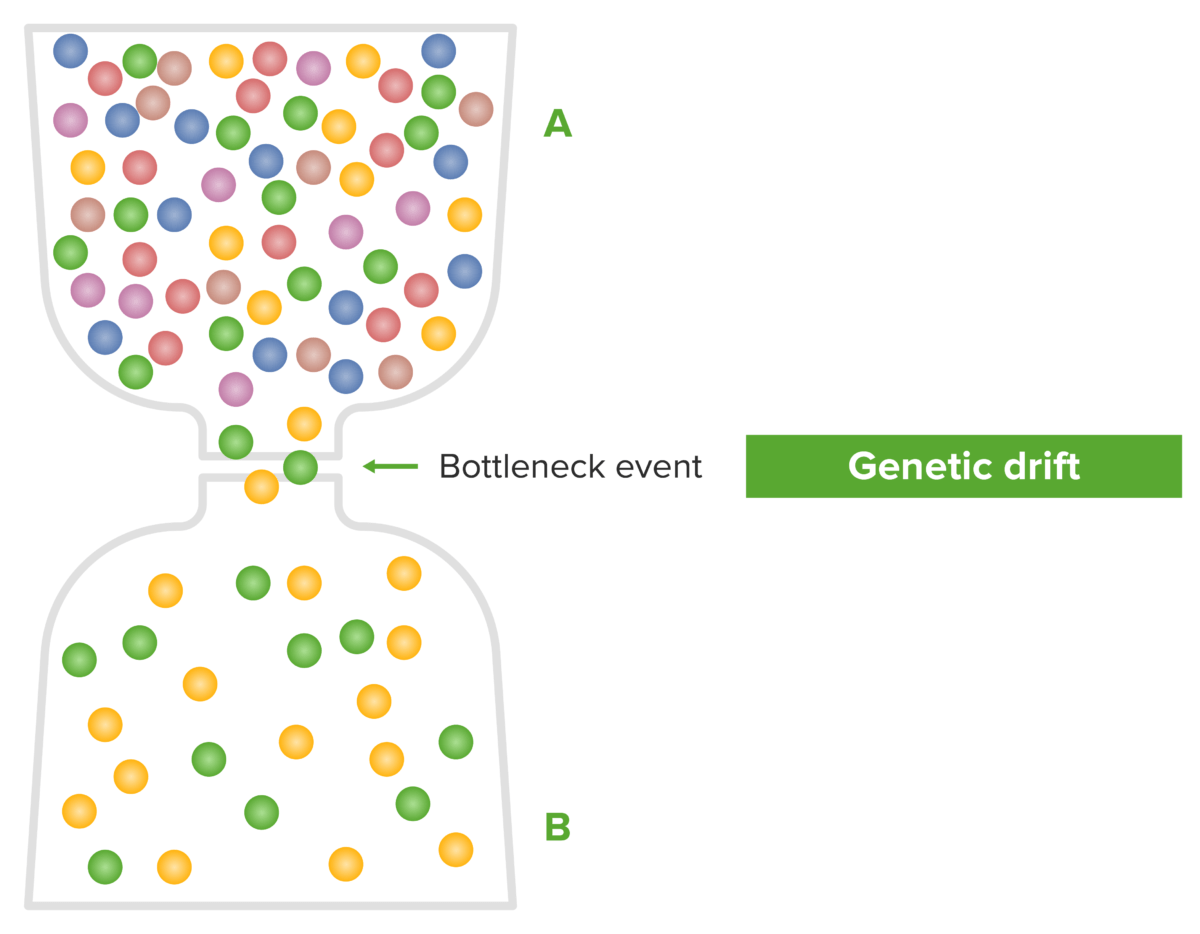 Genetic drift and population bottleneck