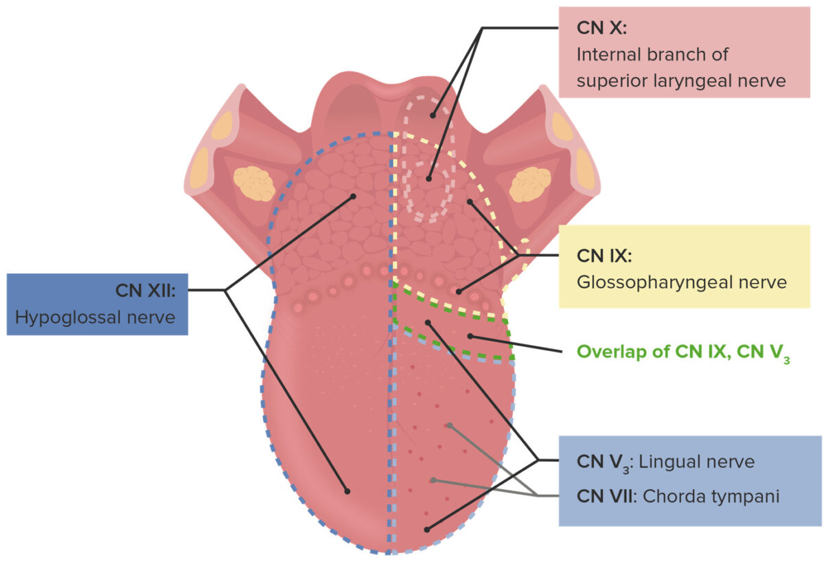 Geographic innervation of the tongue