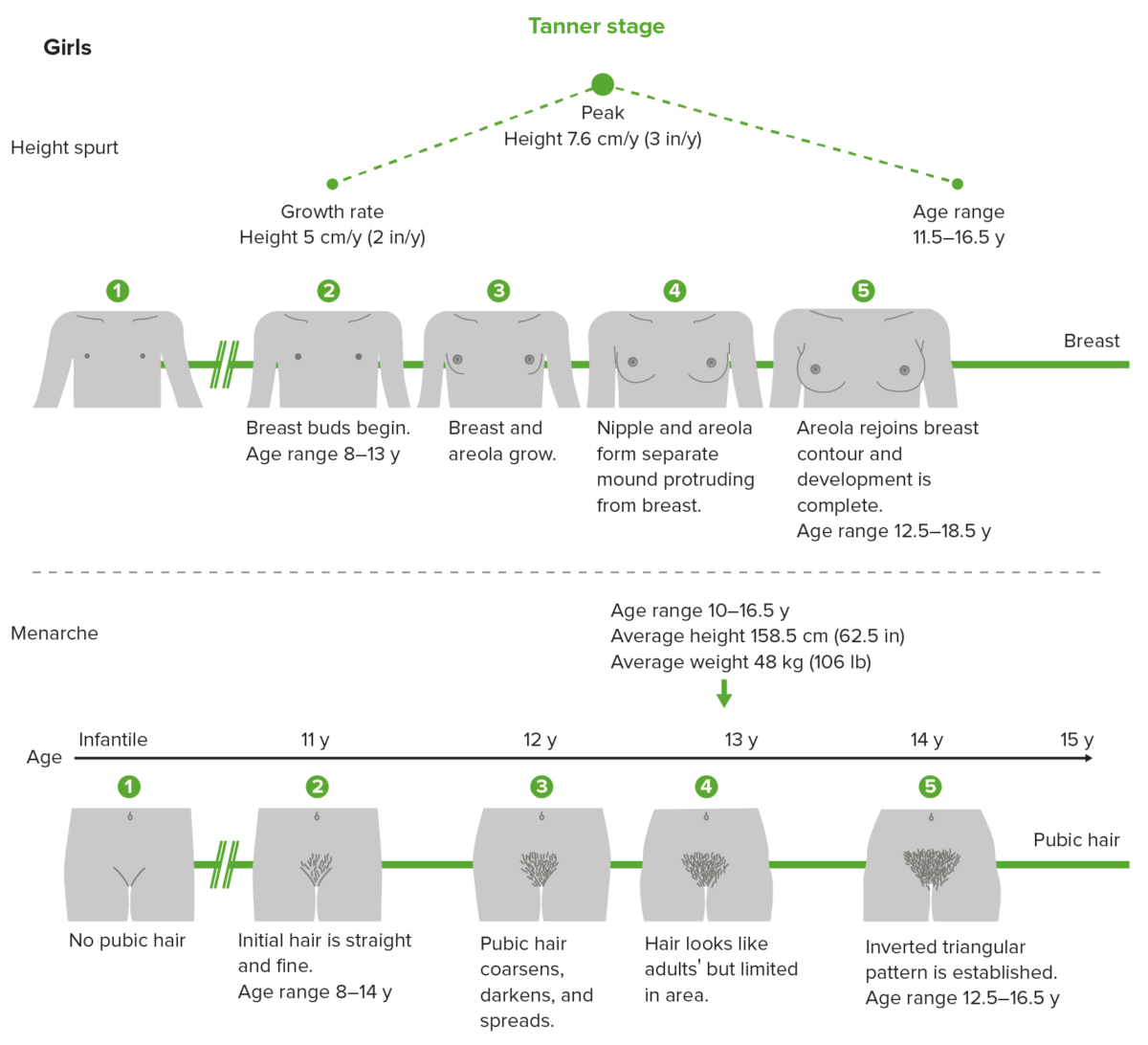 Delayed Puberty Concise Medical Knowledge