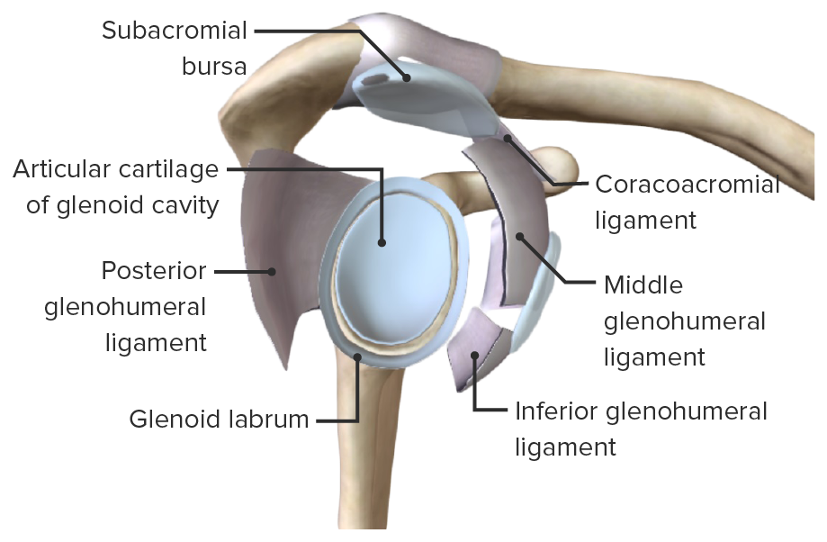 Glenoid labrum and glenoid cavity