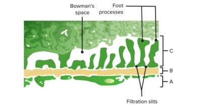 Glomerular barrier