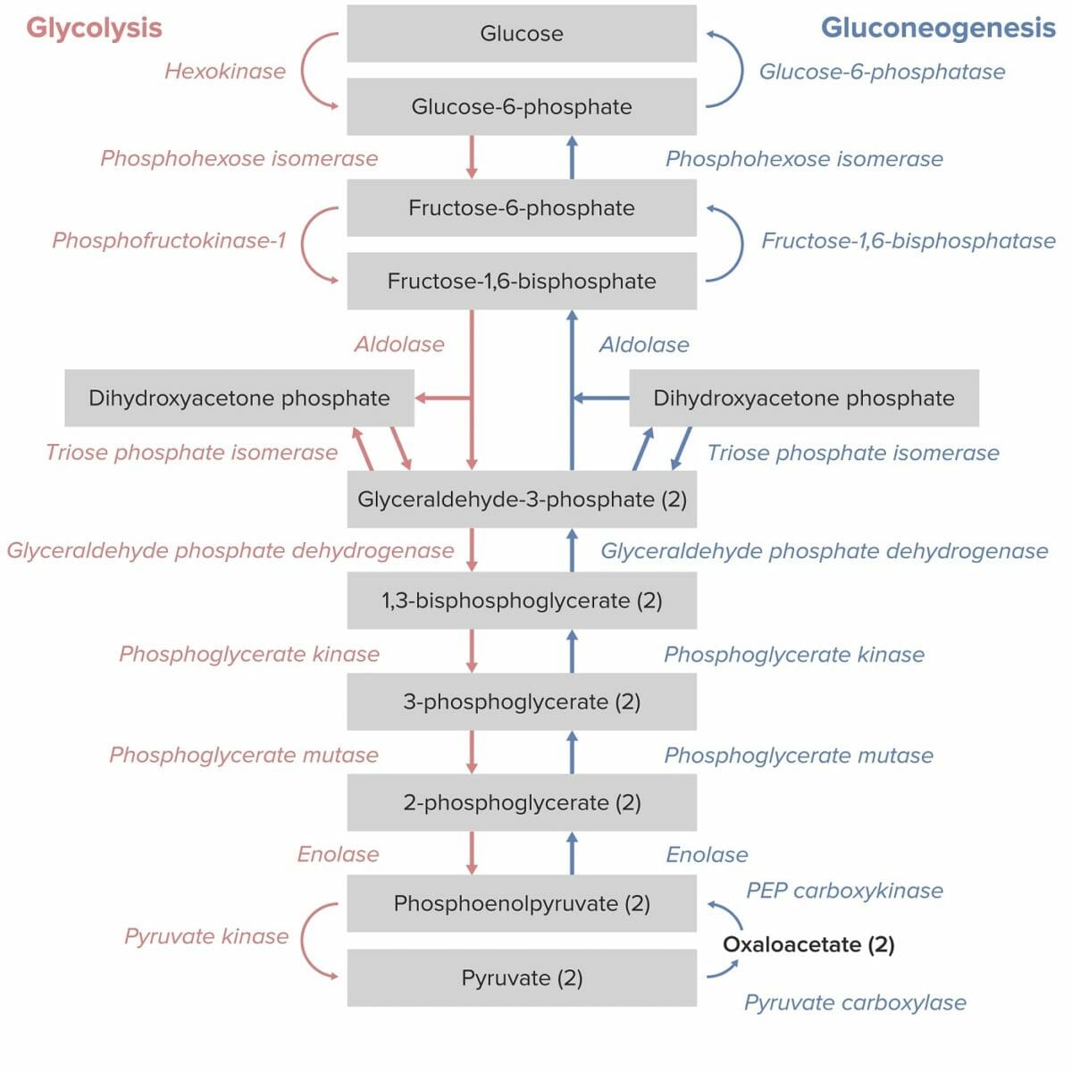 Gluconeogénese como o reverso da glicólise