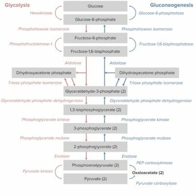 Gluconeogenesis as the reverse of glycolysis
