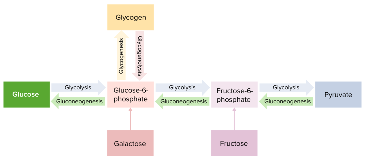 Metabolismo de la glucosa