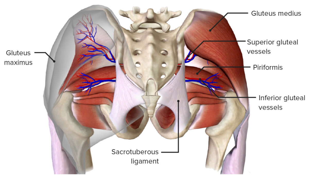 Gluteal vessels