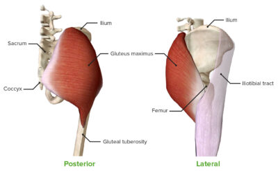 Gluteus maximus muscle lateral and posterior view