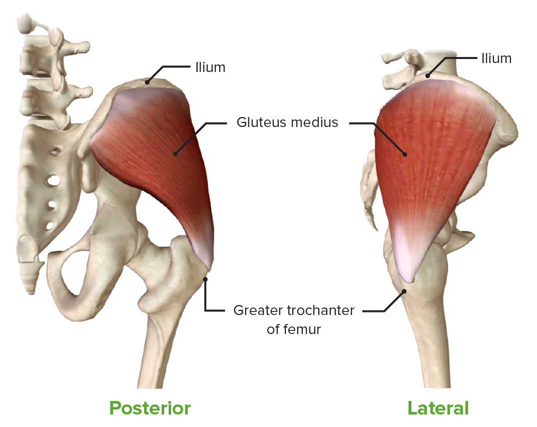 Gluteus medius muscle lateral and posterior view