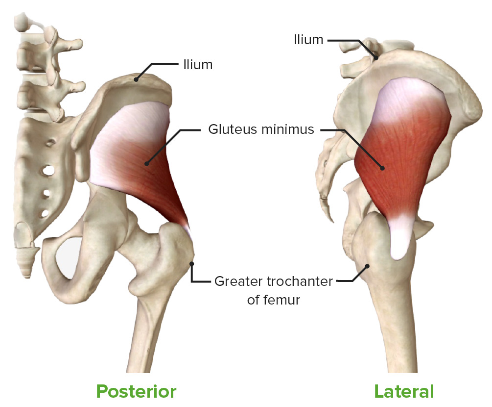 Gluteus minimus muscle lateral and posterior view