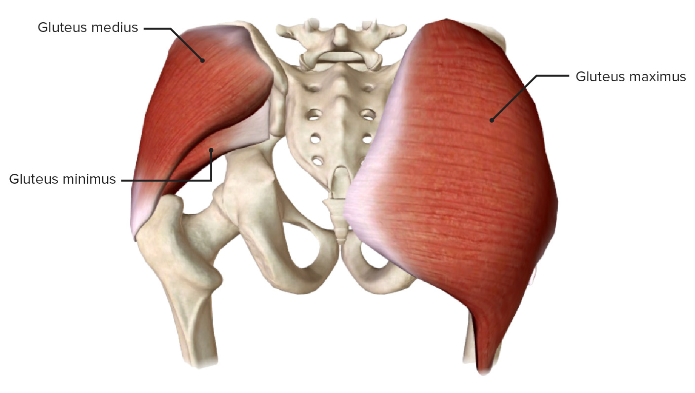 Glute Muscles Anatomy Gluteus Minimus Muscle Glute Muscles Anatomy Gluteus Minimus Muscle