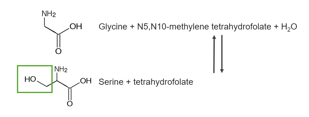 Synthesis Of Nonessential Amino Acids Concise Medical Knowledge 7572